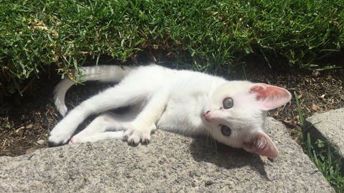 有关在地上, 家畜, 小猫的免费素材视频