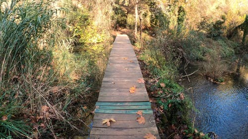 有关天性, 小径, 木的免费素材视频