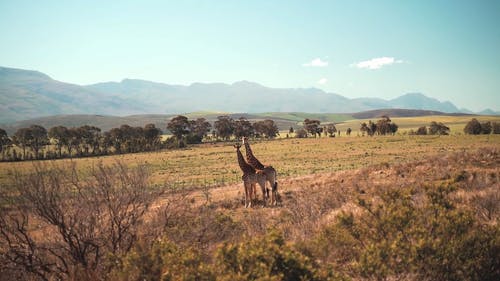 有关动物爱好者, 南非, 天性的免费素材视频