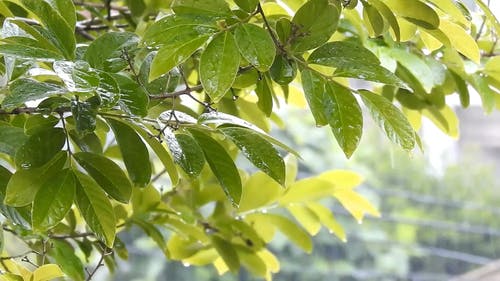 有关下雨, 下雨天, 专注的免费素材视频