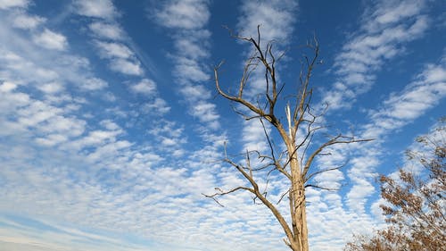 有关低角度视图, 天性, 天空的免费素材视频