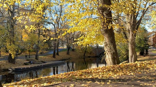 有关下落, 枯叶, 树木的免费素材视频