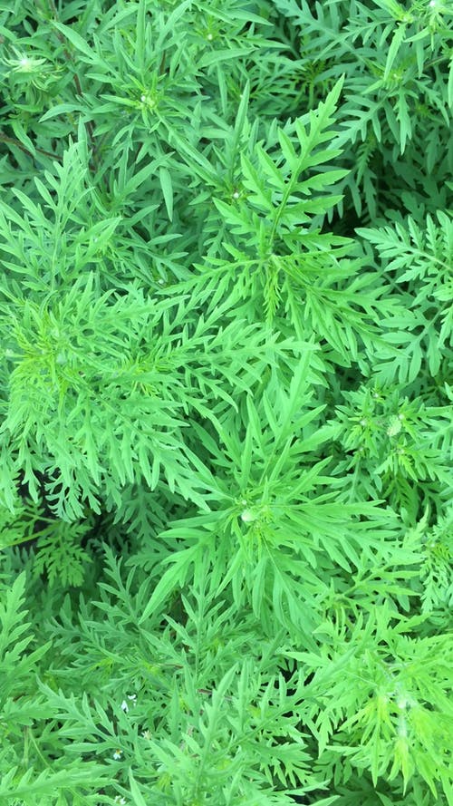 有关和平的, 垂直视频, 多风的免费素材视频