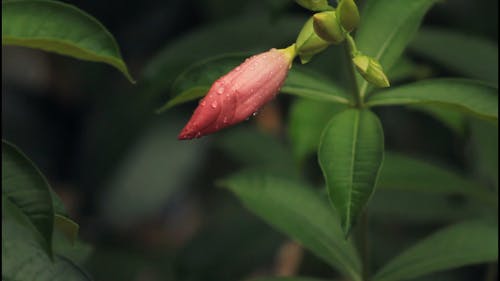 有关多风, 天性, 植物的免费素材视频