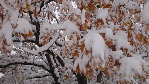 有关@户外, 下雪的天气, 冬季的免费素材视频