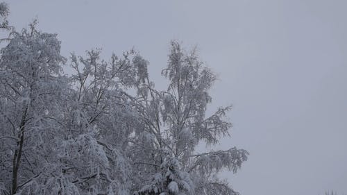 有关下雪的, 全景, 冬季的免费素材视频