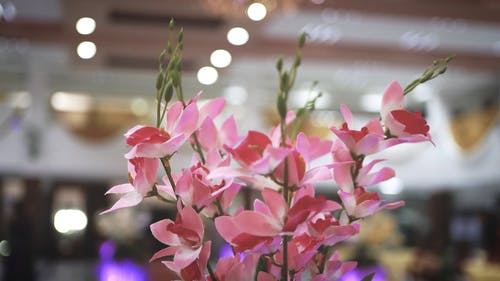 有关室内, 专注, 平移拍摄的免费素材视频