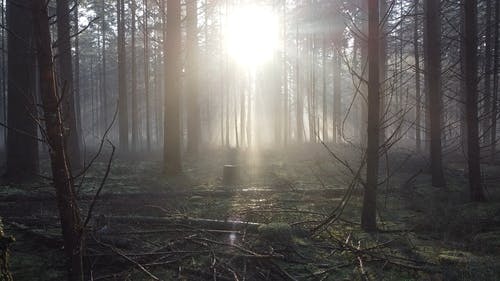 有关和平的, 天堂, 天性的免费素材视频