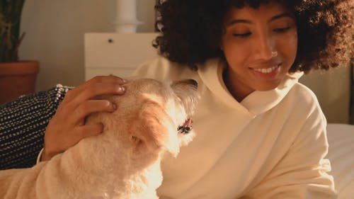 有关宠物爱好者, 室内, 宠物的免费素材视频