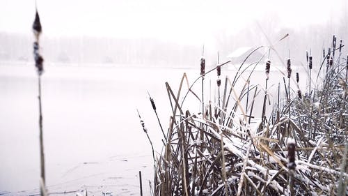 有关下雪, 下雪的天气, 冬季的免费素材视频