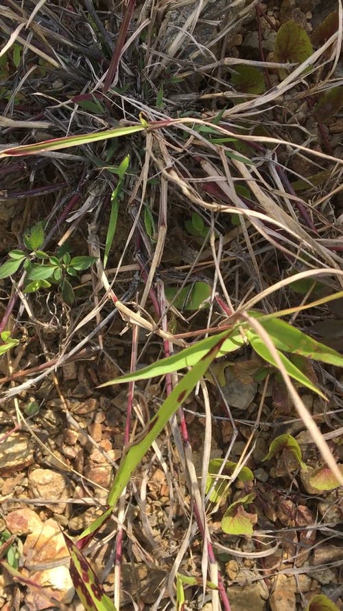 有关垂直视频, 天性, 工厂的免费素材视频