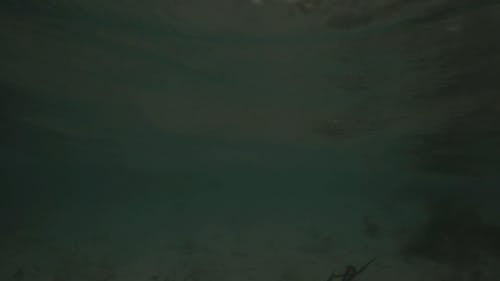 有关天性, 户外, 招手的免费素材视频