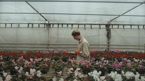 有关3C用品, 人, 修剪花草的免费素材视频