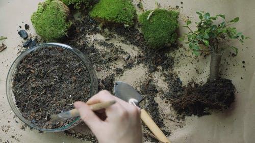 有关家庭园艺, 工厂, 手的免费素材视频