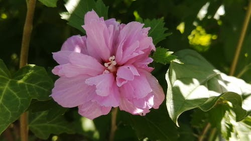 有关植物群, 特写, 粉红色的花的免费素材视频