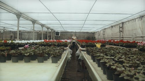 有关人, 修剪花草, 园丁的免费素材视频