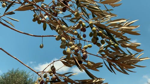 有关分支机构, 多风, 天空的免费素材视频