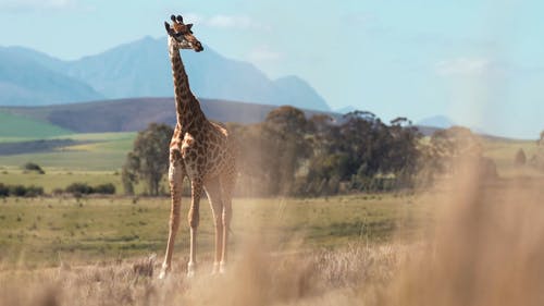 有关南非, 哺乳动物, 天性的免费素材视频