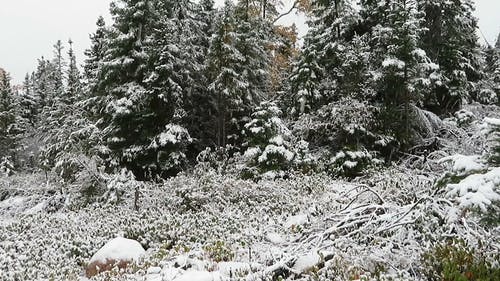 有关下雪, 下雪的天气, 冬季森林的免费素材视频