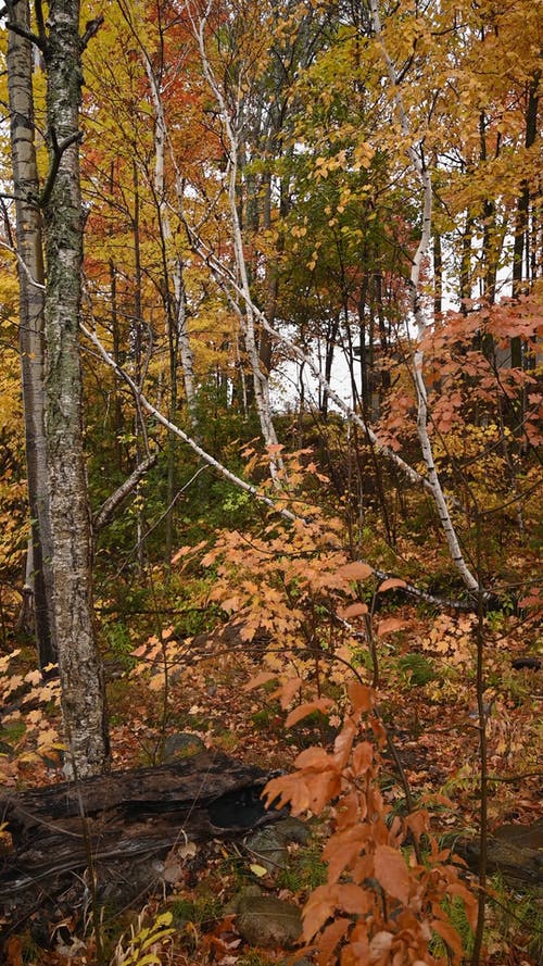 有关下落, 垂直视频, 枯叶的免费素材视频