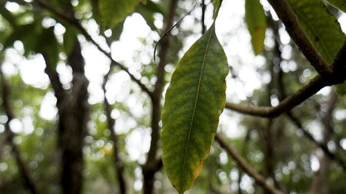 有关天性, 户外, 模糊的背景的免费素材视频