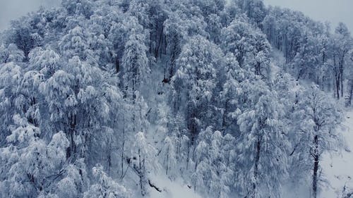 有关下雪的天气, 冬季, 冷的免费素材视频