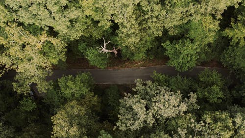 有关俯视图, 天性, 年轻人的免费素材视频