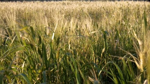 有关下田, 农业用地, 小麦的免费素材视频