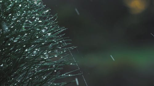 有关微距拍摄, 户外, 模糊的背景的免费素材视频