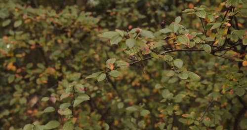 有关原本, 天性, 季节的免费素材视频