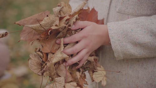 有关下落, 握住, 枯叶的免费素材视频