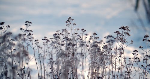 有关冬季, 冻结的, 天性的免费素材视频