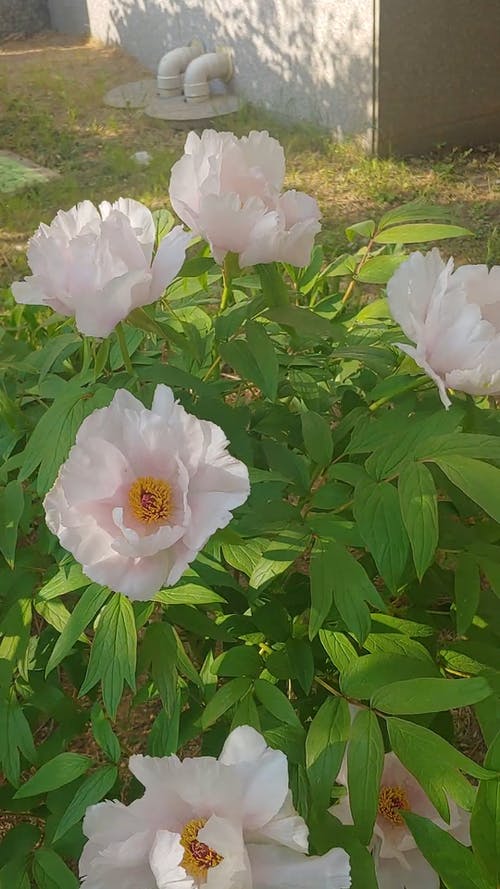 有关垂直视频, 工厂, 户外的免费素材视频