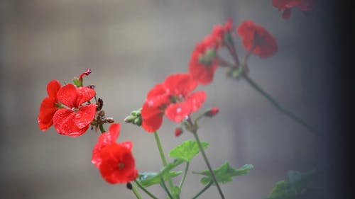 有关充满活力, 后雨, 增长的免费素材视频