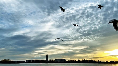 有关一起, 动物, 天空的免费素材视频