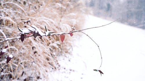有关下雨, 冬季, 冰的免费素材视频