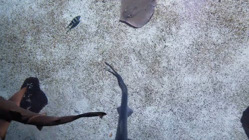 有关从上面查看, 水生动物, 游泳的免费素材视频