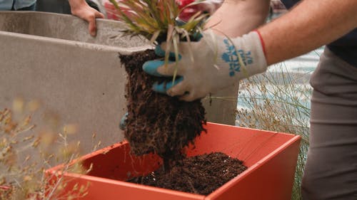 有关修剪花草, 土, 手的免费素材视频
