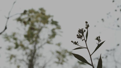 有关低角度拍摄, 天性, 小花的免费素材视频