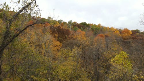 有关下落, 天性, 森林的免费素材视频