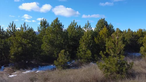 有关天性, 松树, 树木的免费素材视频