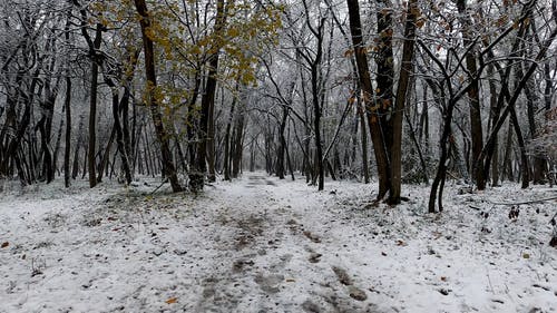 有关下雪, 冬季, 天性的免费素材视频