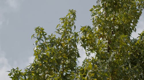 有关低角度视图, 户外, 摇曳的免费素材视频