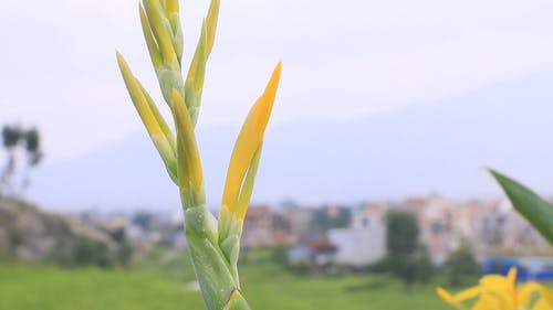 有关充满活力, 园林植物, 增长的免费素材视频