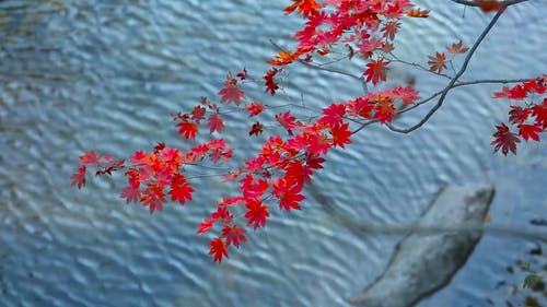 有关下落, 天性, 树叶的免费素材视频