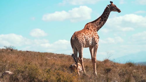 有关动物, 南非, 哺乳动物的免费素材视频