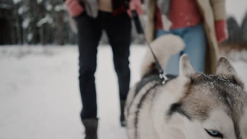 有关2, 一对, 享受的免费素材视频