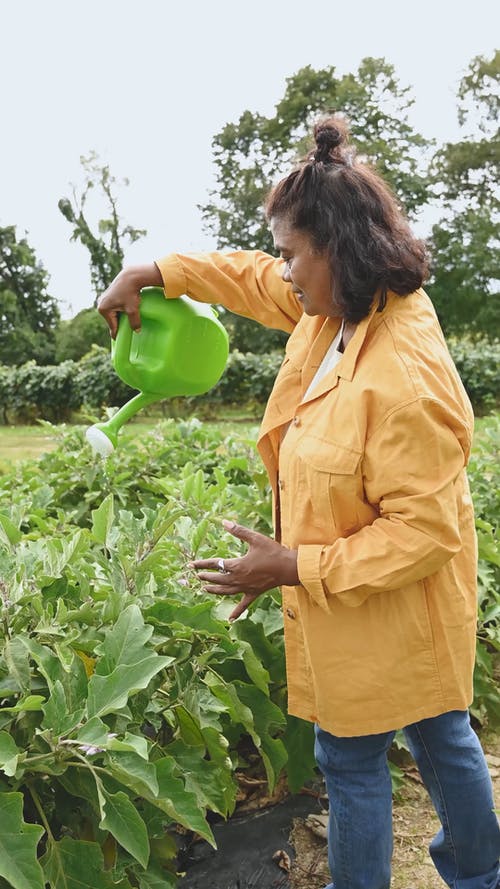 一个女人给植物浇水 · 免费素材视频