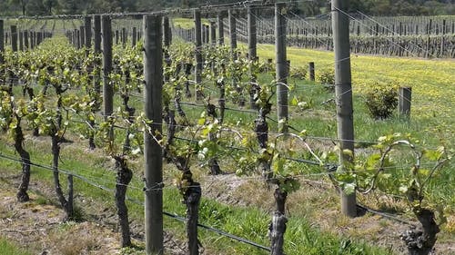 有关天性, 成长中, 田的免费素材视频