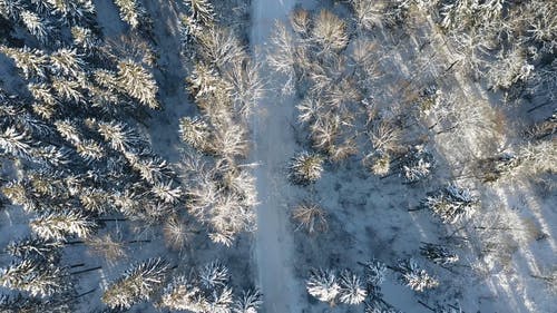 有关冬季, 冷, 大雪覆盖的免费素材视频